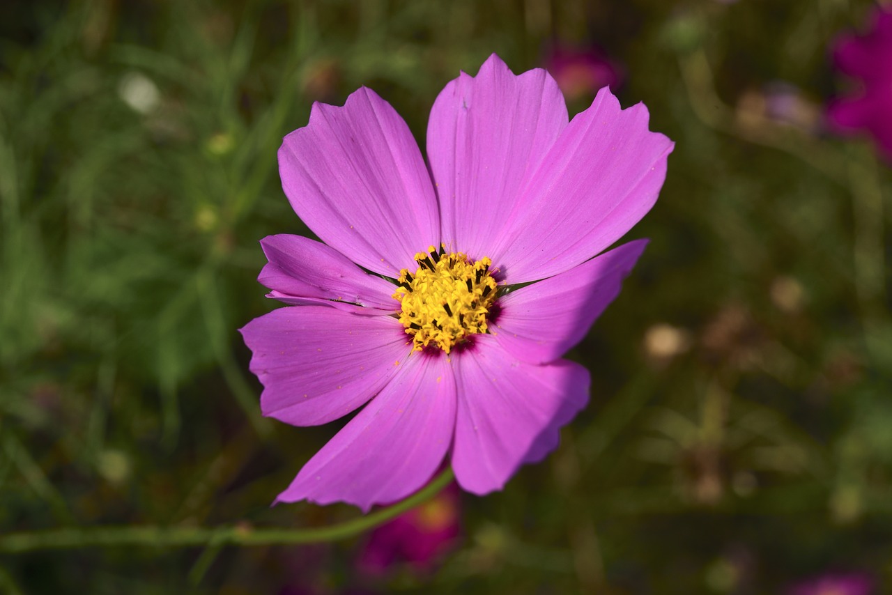 cosmos factory flowers affix free photo