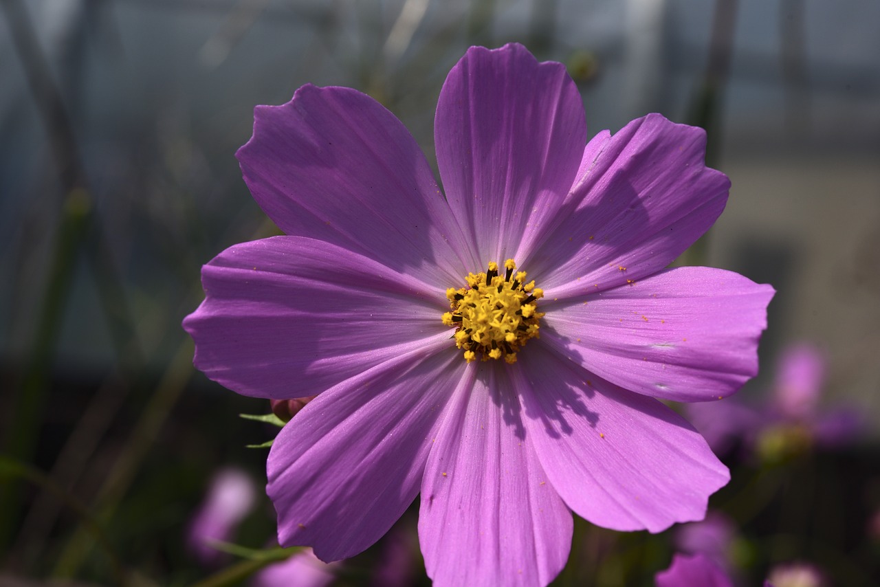 cosmos factory flowers affix free photo