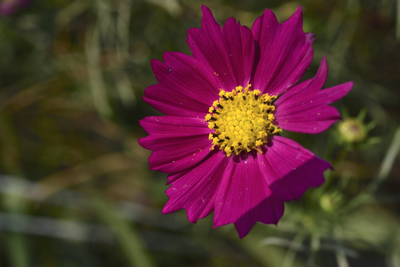 cosmos factory flowers affix free photo