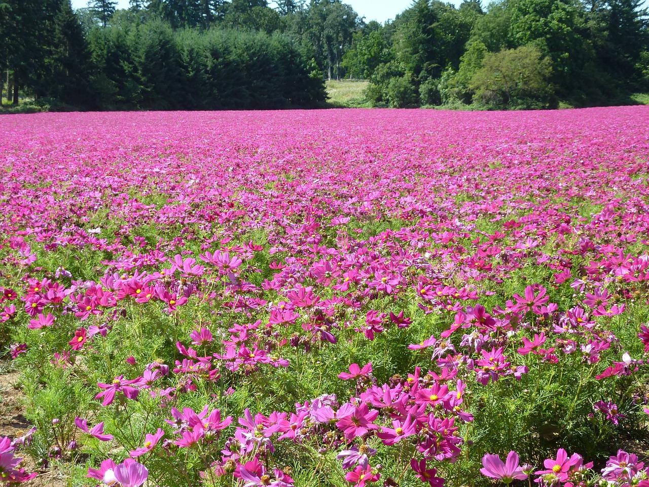 cosmos field flowers pink free photo
