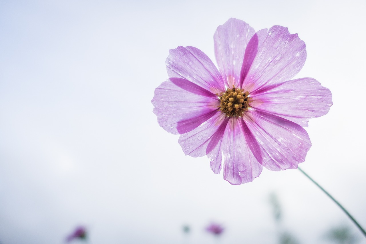 cosmos flower flower garden free photo