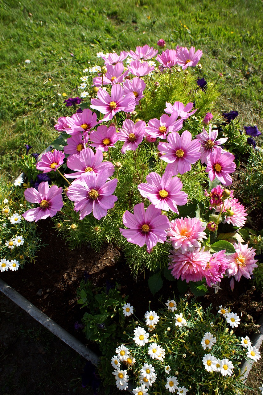 cosmos flower plant flower free photo