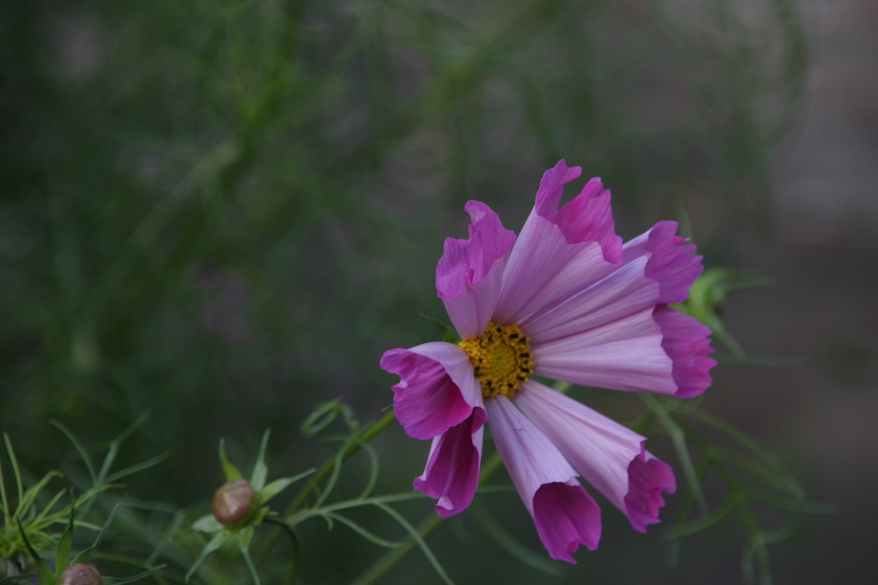 cosmos flower pink strength free photo