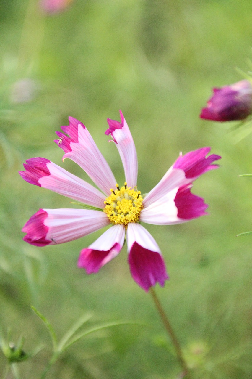 cosmos flower cosmos pink free photo