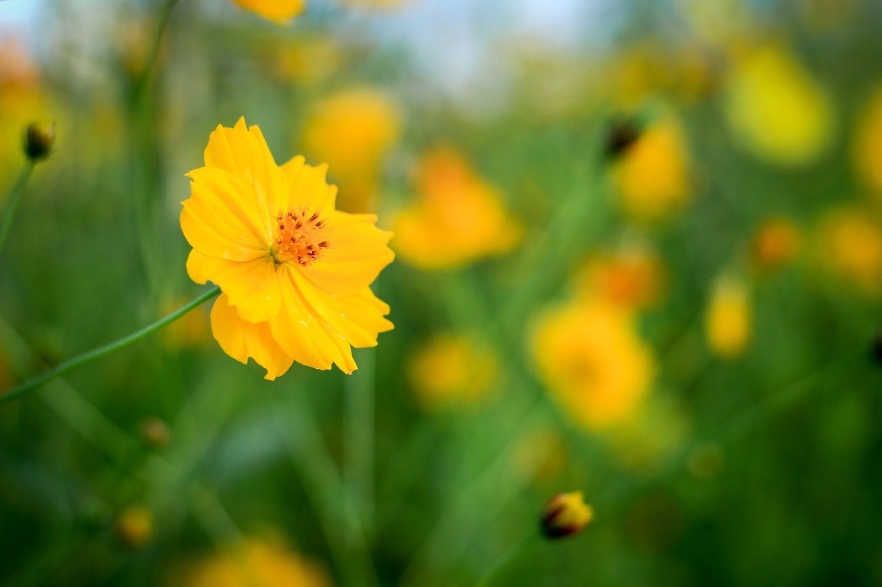 Yellow Cosmos Flower. Погода цветы. Желтая погода.