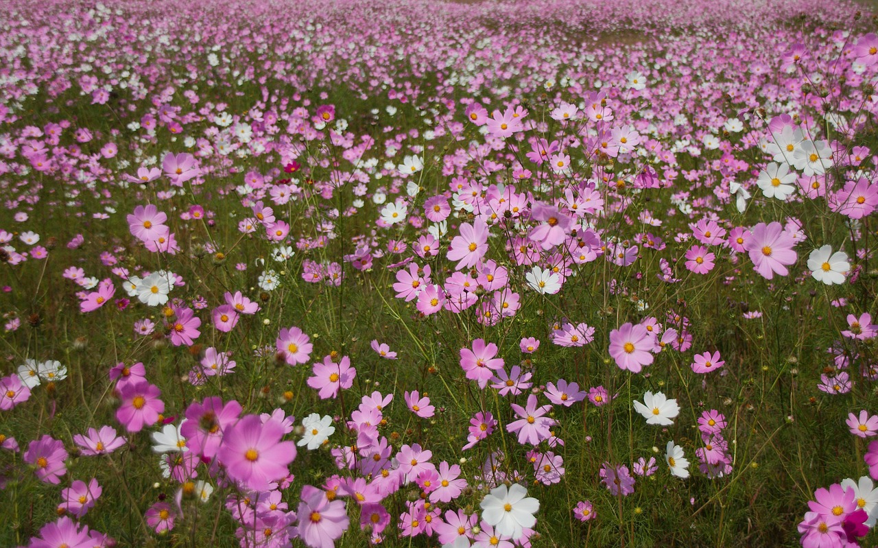 cosmos flowers flowers field free photo