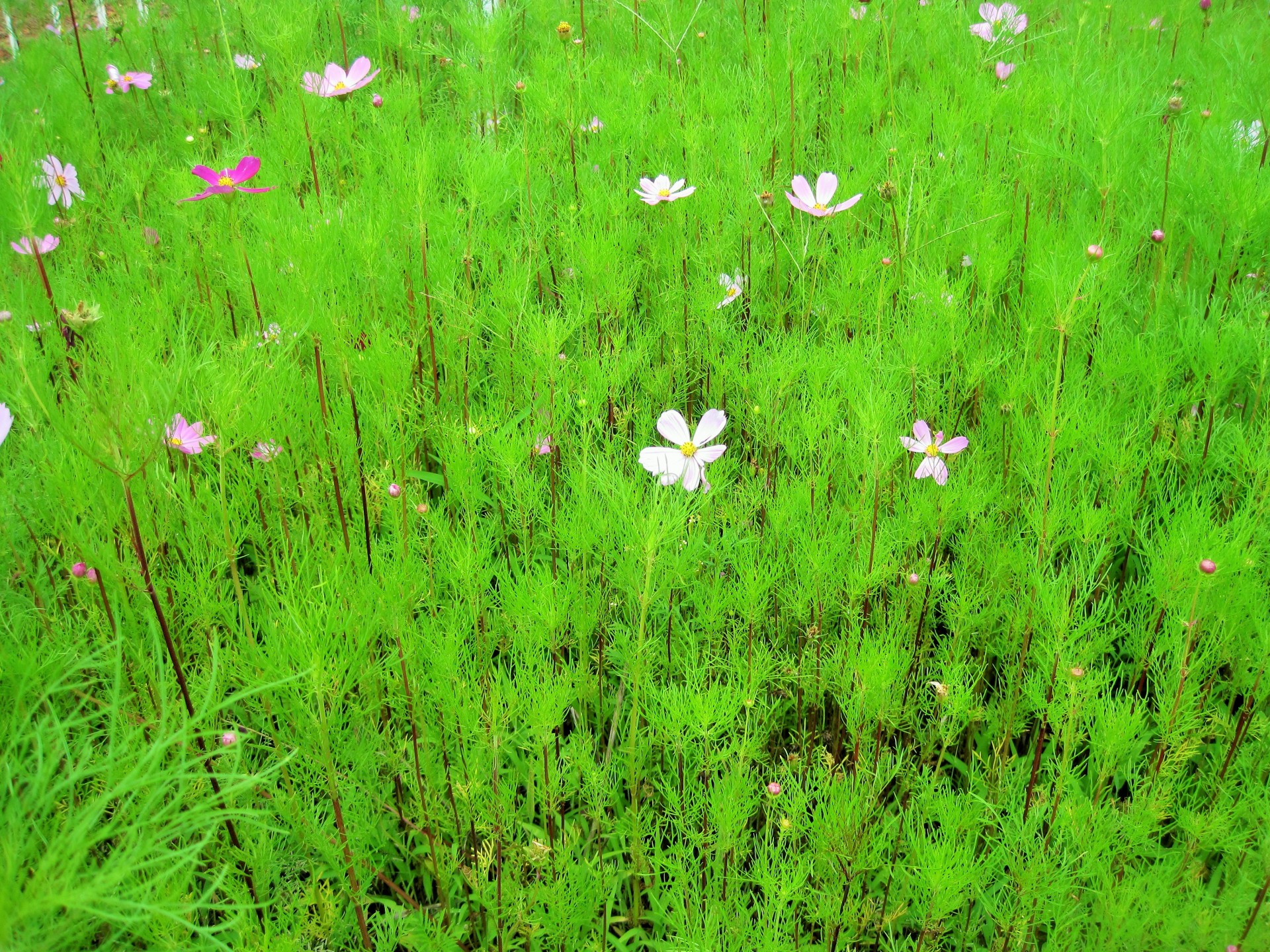 flowers cosmos patch free photo