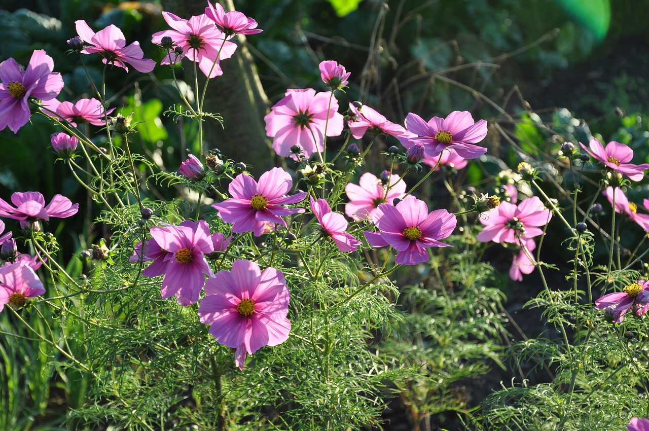 cosmos pink nature flowers free photo