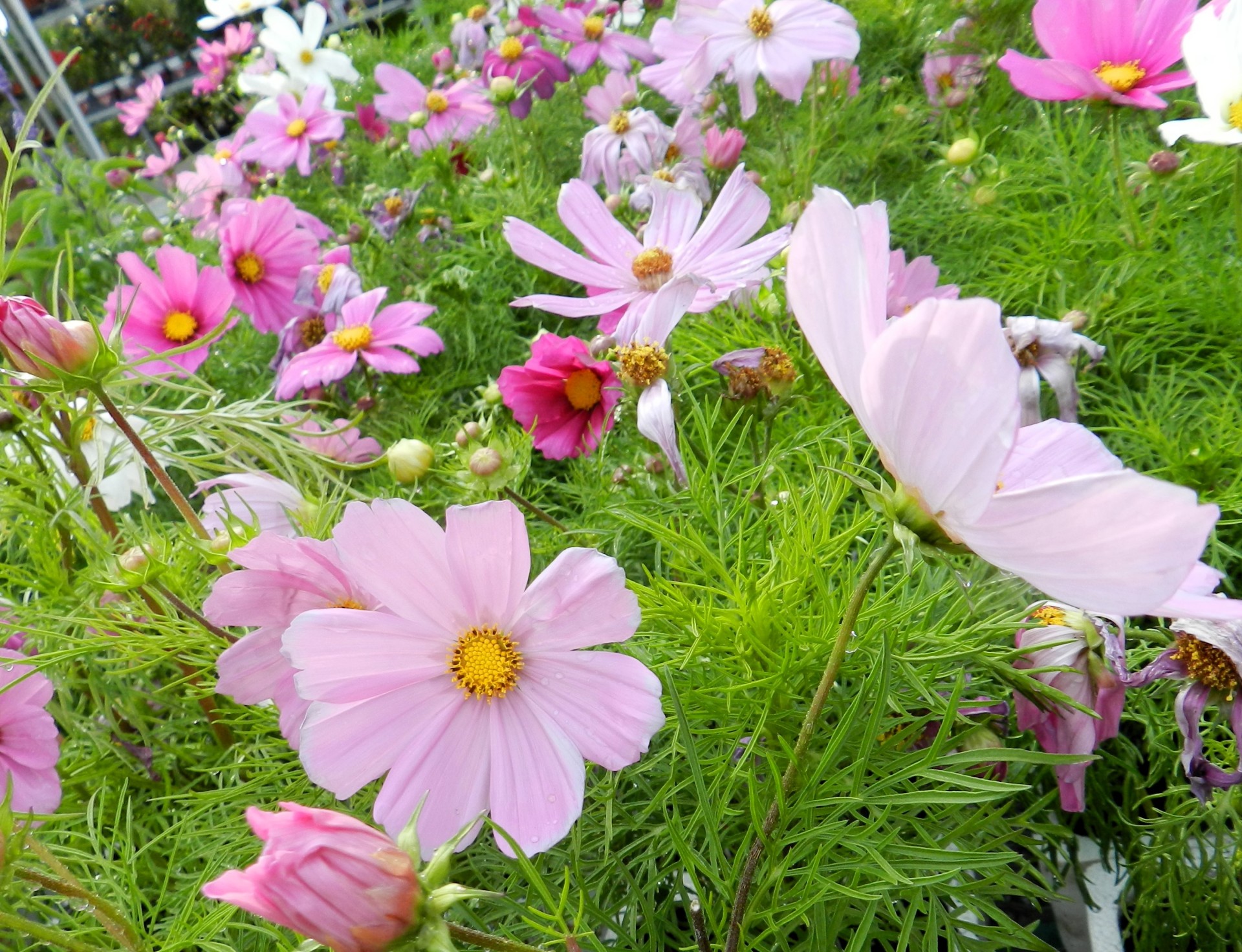 flowers cosmos pink free photo