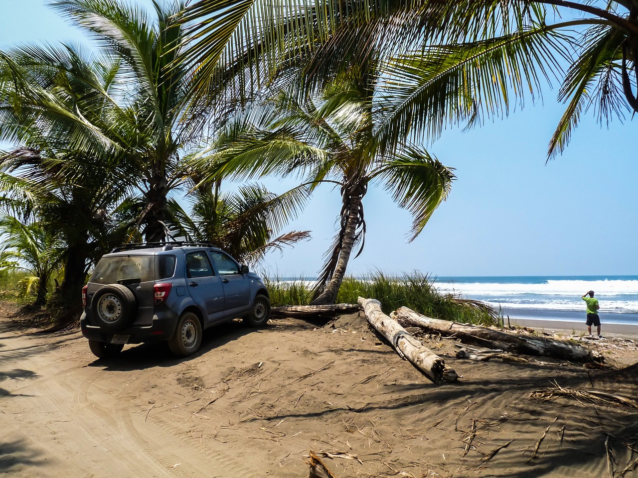 costa rica palm trees beach free photo