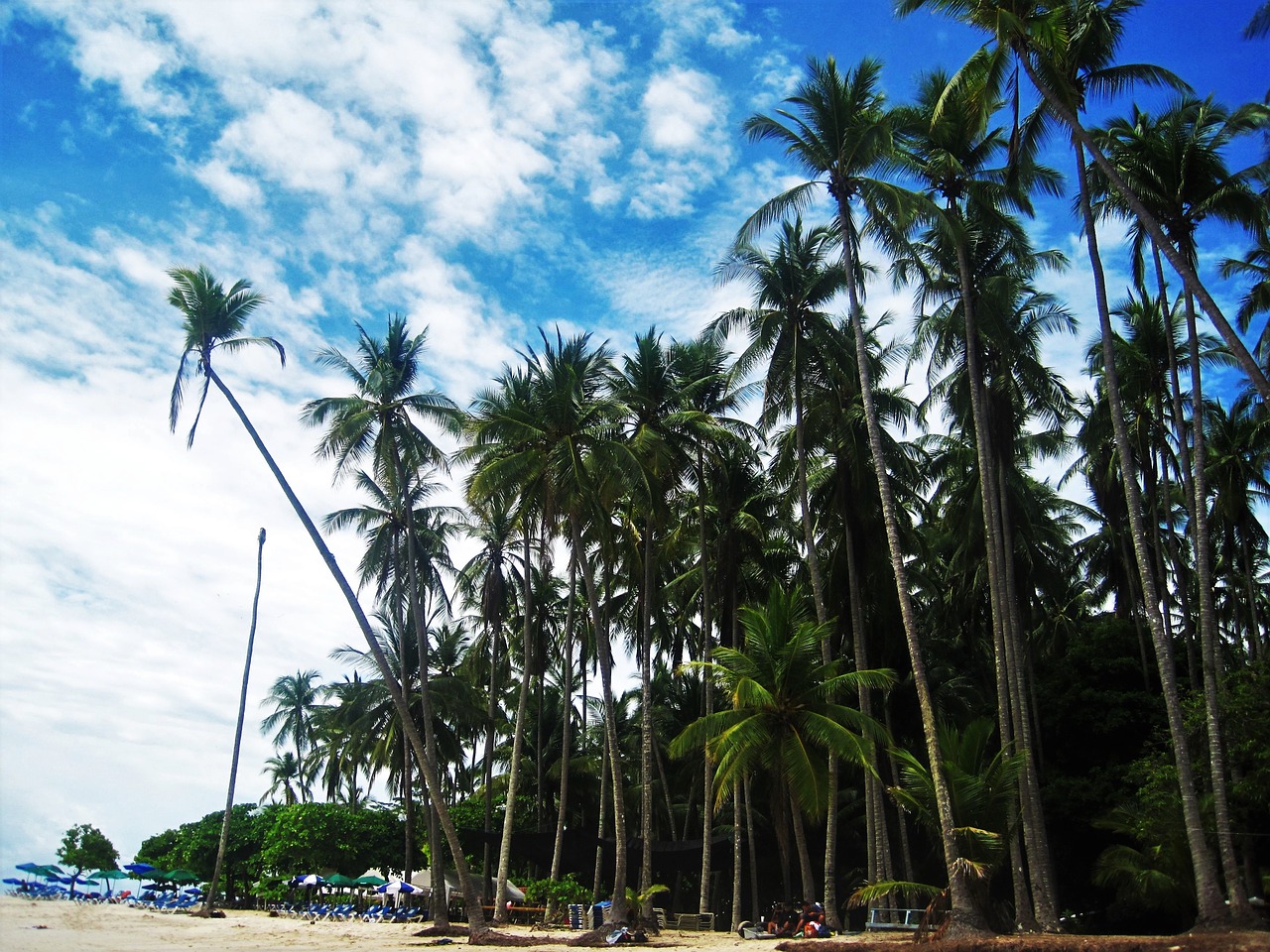 costa rica pacific beach high palm trees free photo