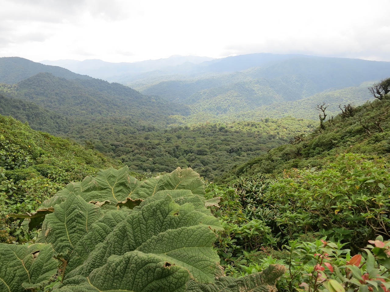 costa rica monteverde jungle free photo