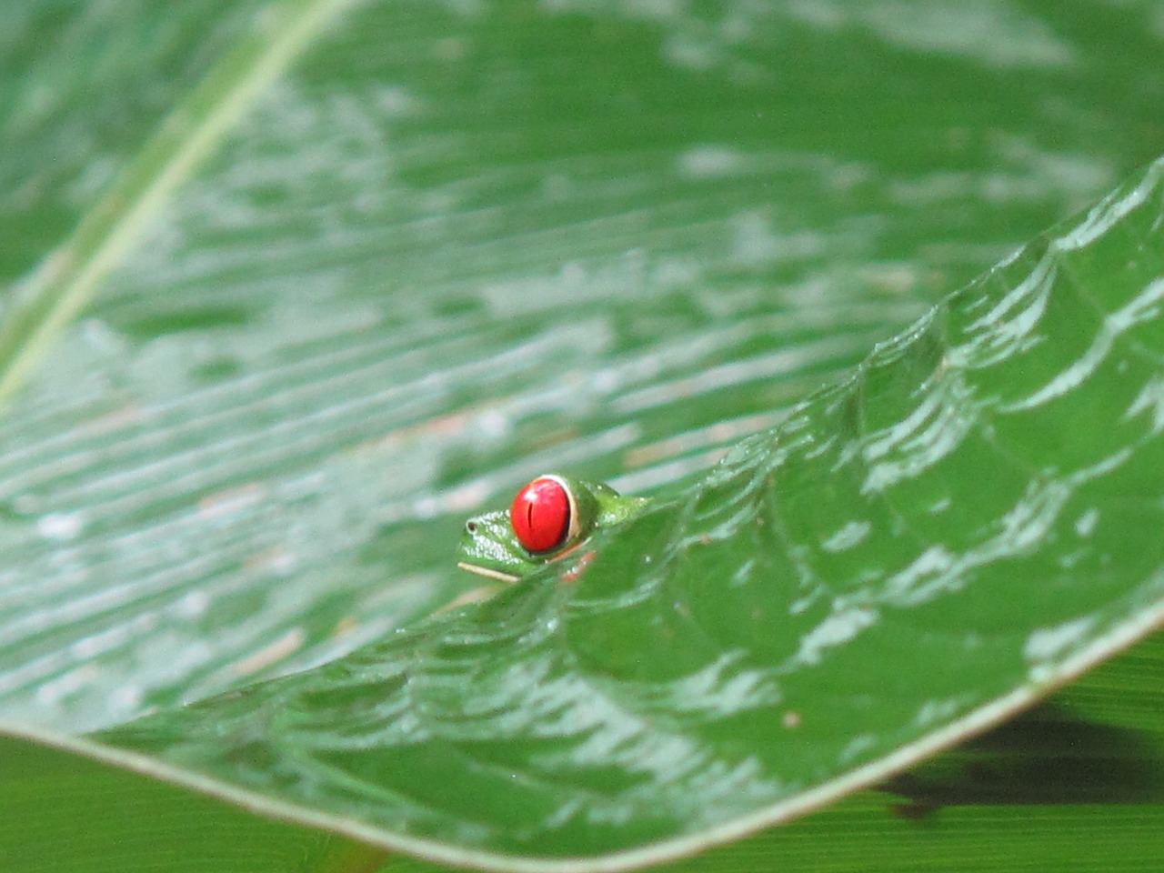 costa rica frog nature free photo