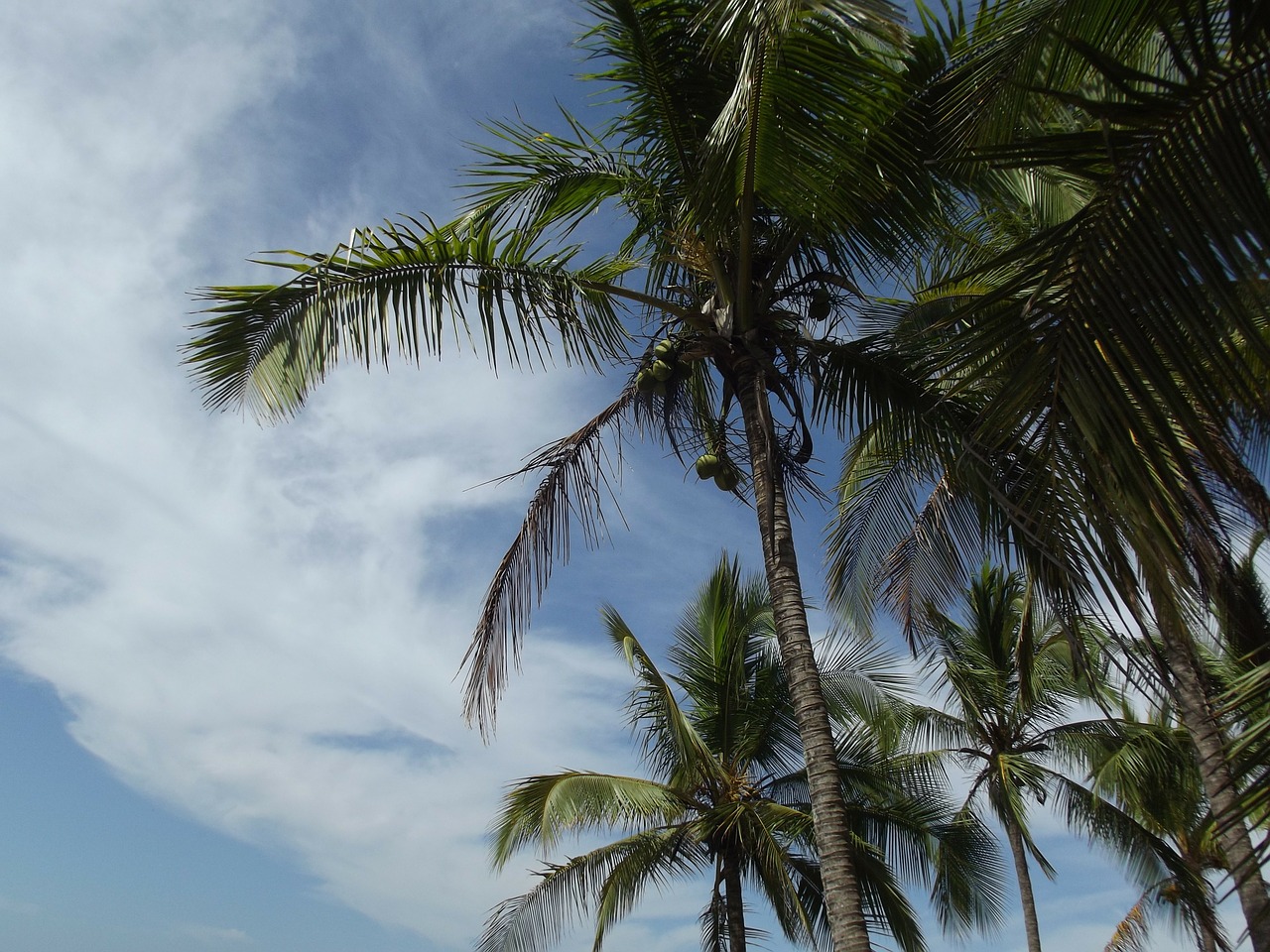 costa rica palm tree sky free photo