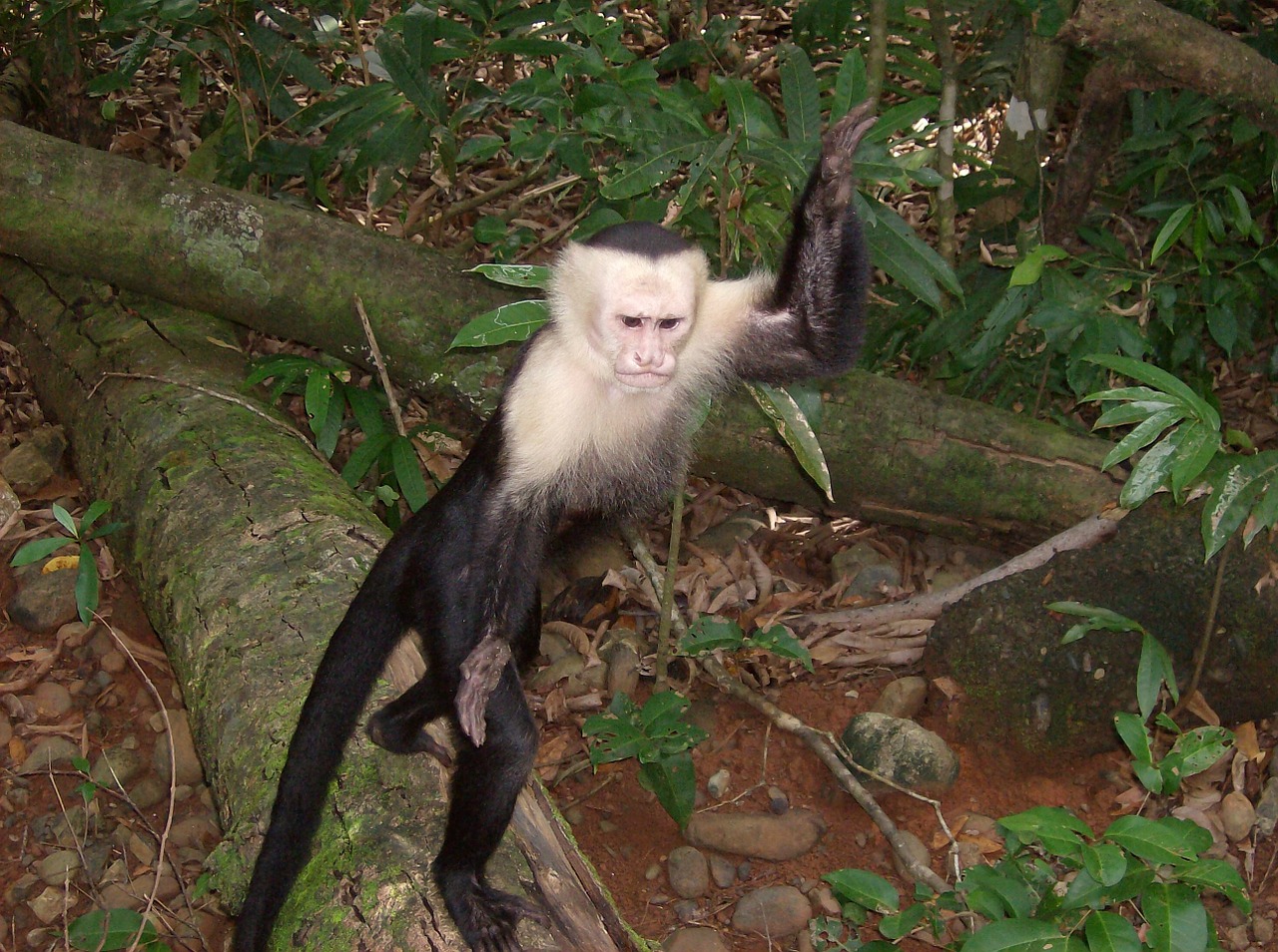 costa rica jungle monkey free photo