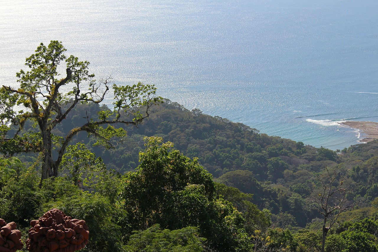 costa rica  tropical  jungle free photo