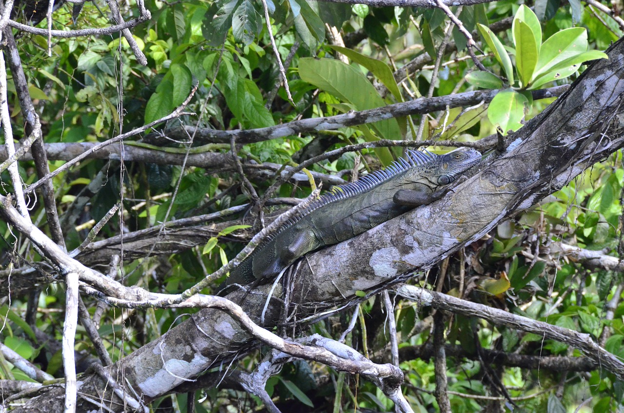 costa rica  green iguana  tortuguero free photo