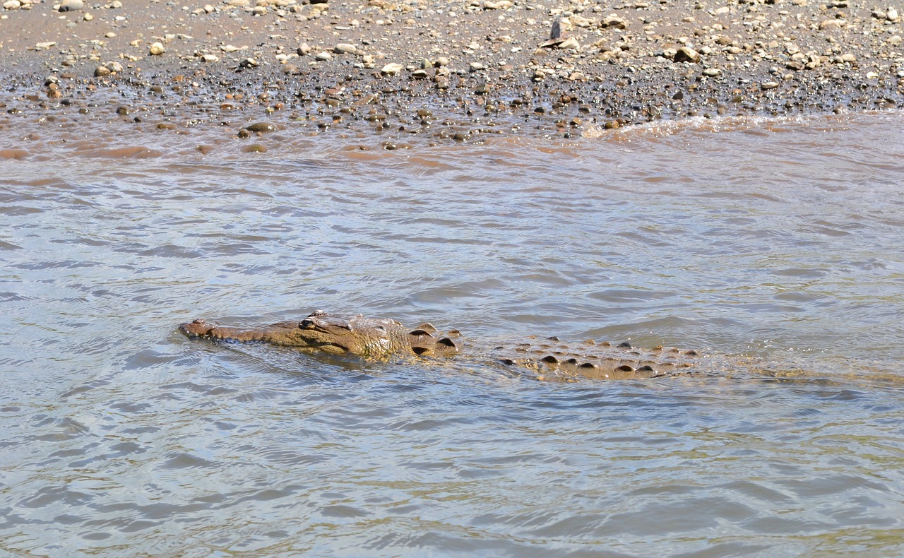 costa rica  croc  crocodile free photo