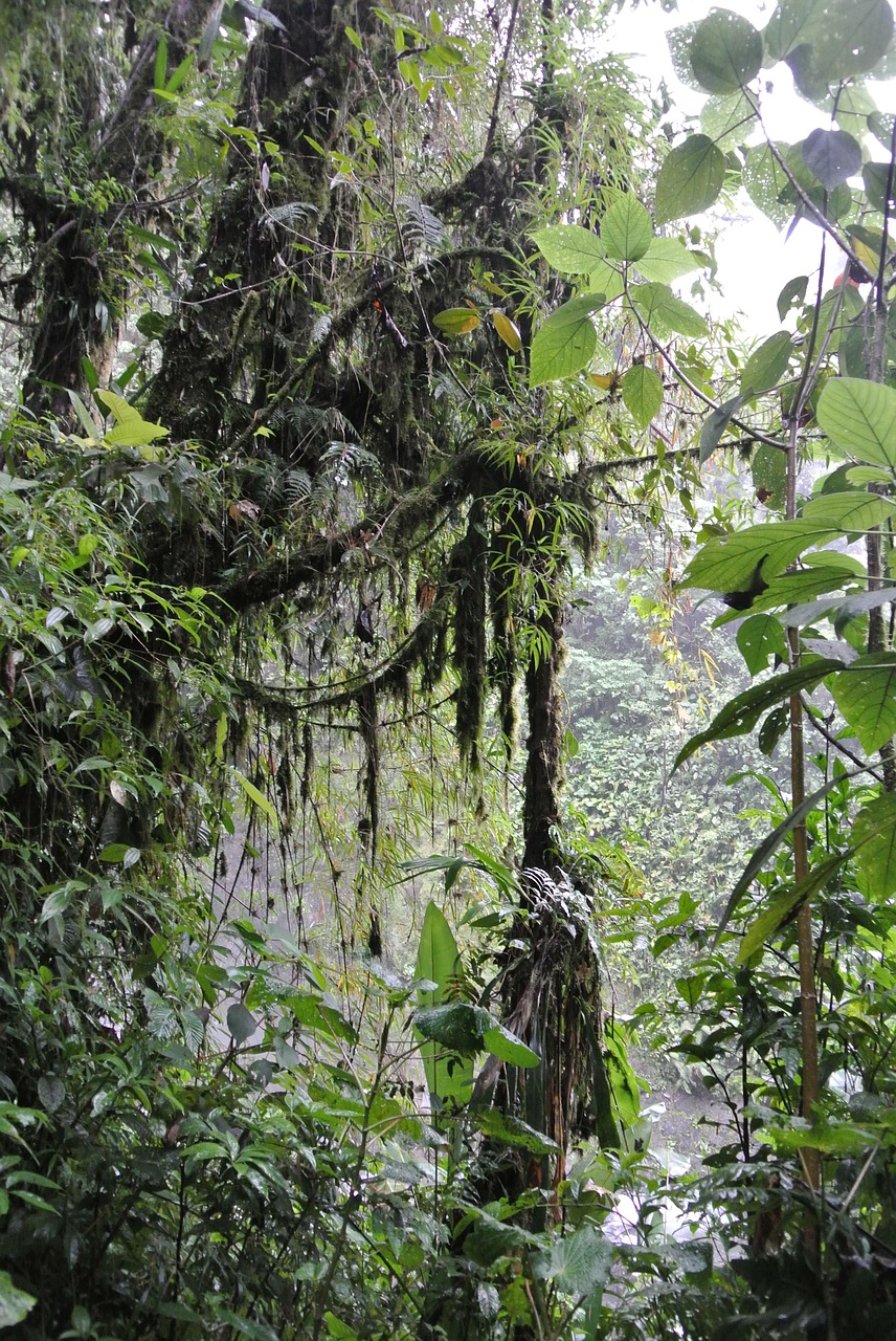 costa rica rain forest vegetation free photo