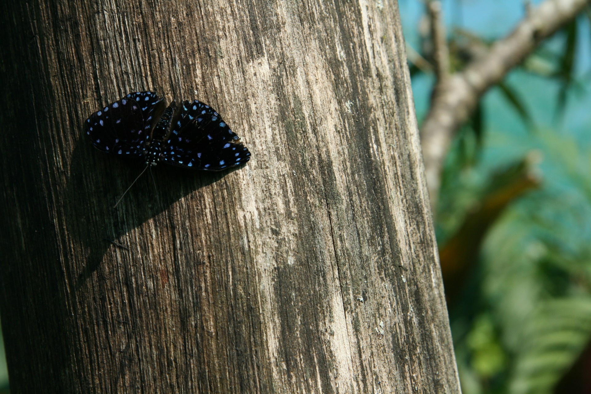 costa rica butterfly costa rica butterfly free photo