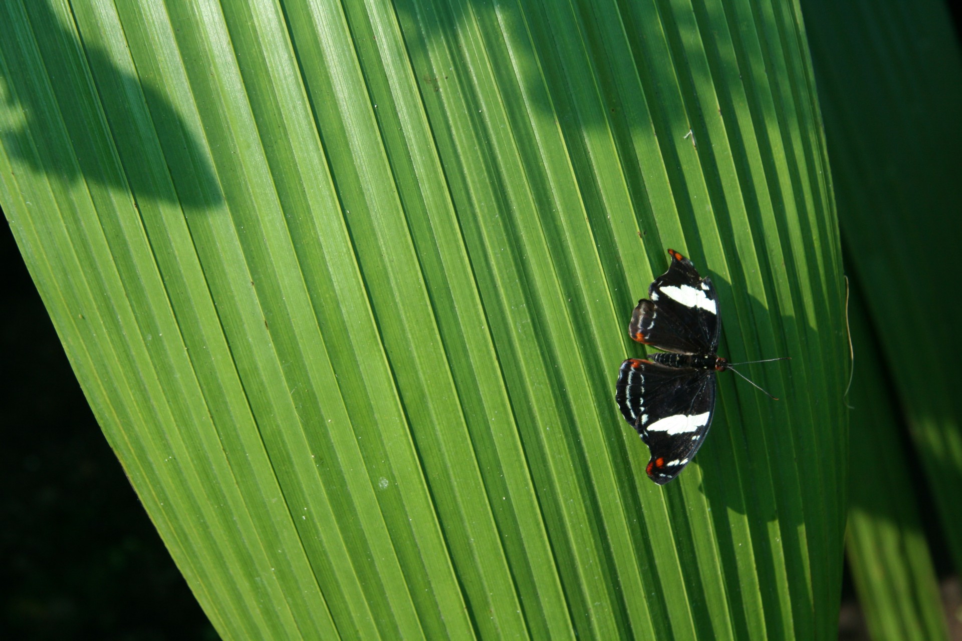 costa rica butterfly costa rica butterfly free photo