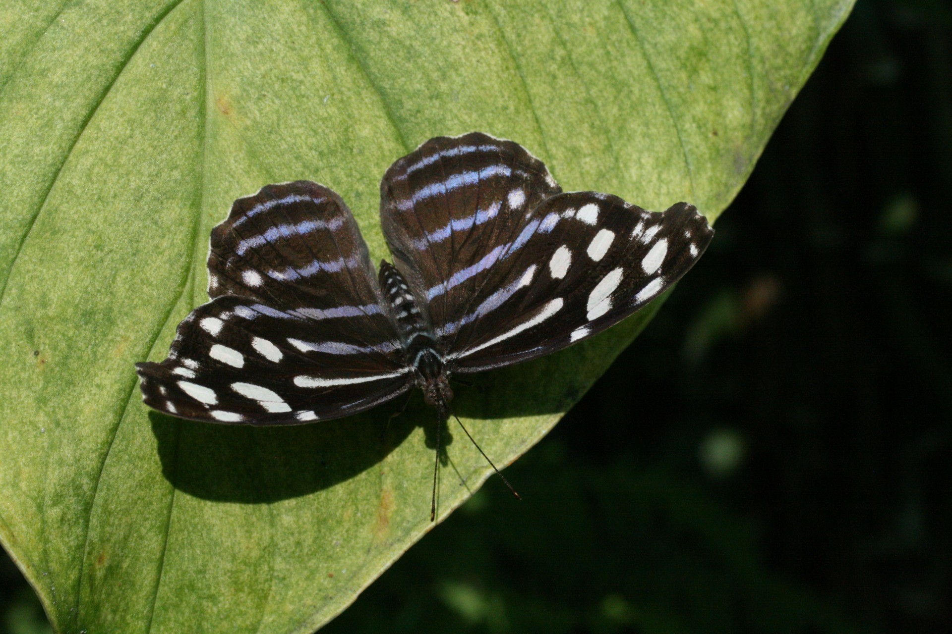 costa rica butterfly costa rica butterfly free photo