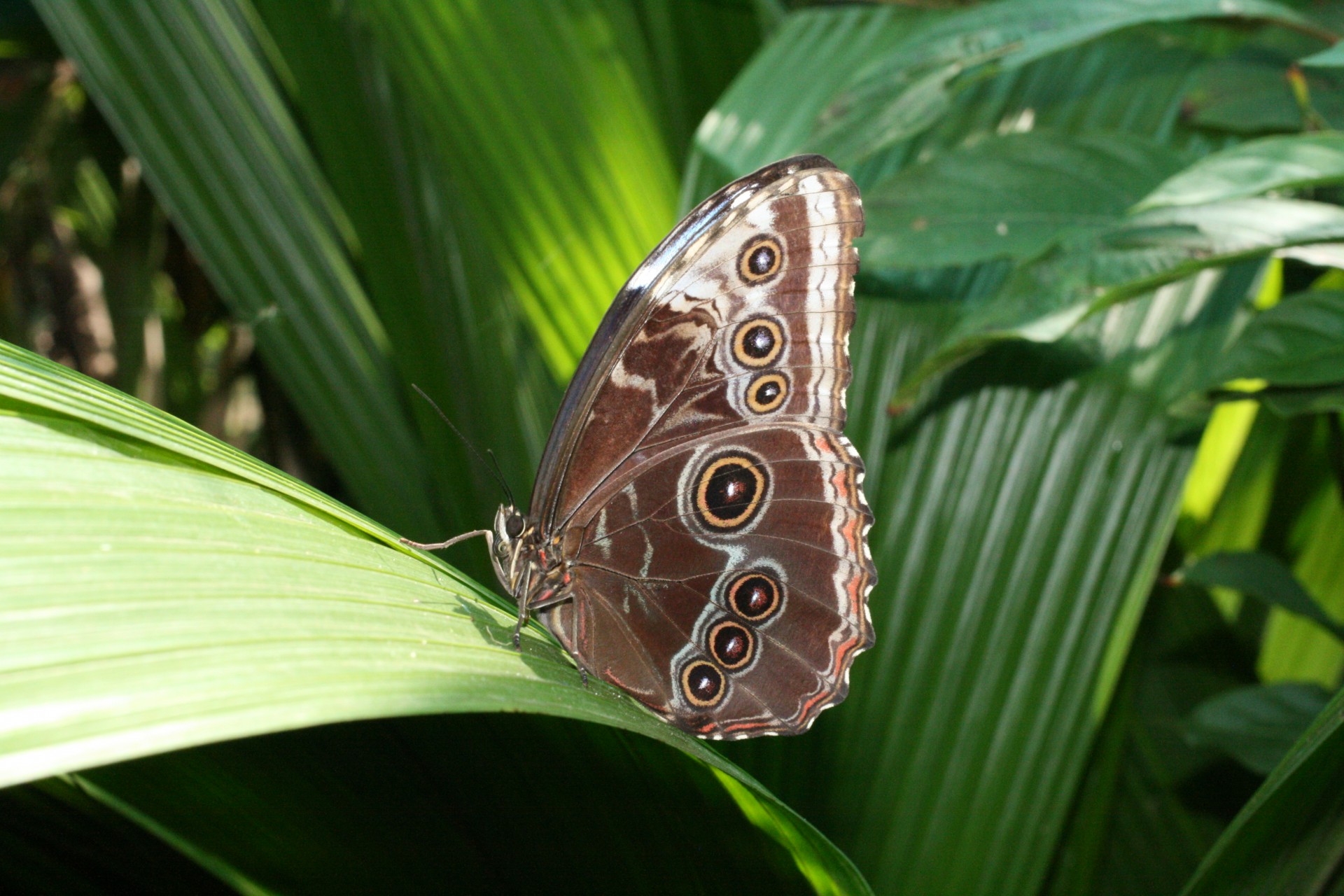 costa rica butterfly costa rica butterfly free photo