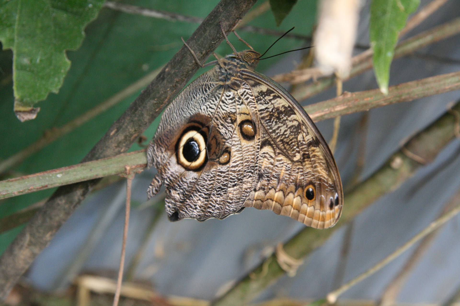 costa rica butterfly costa rica butterfly free photo