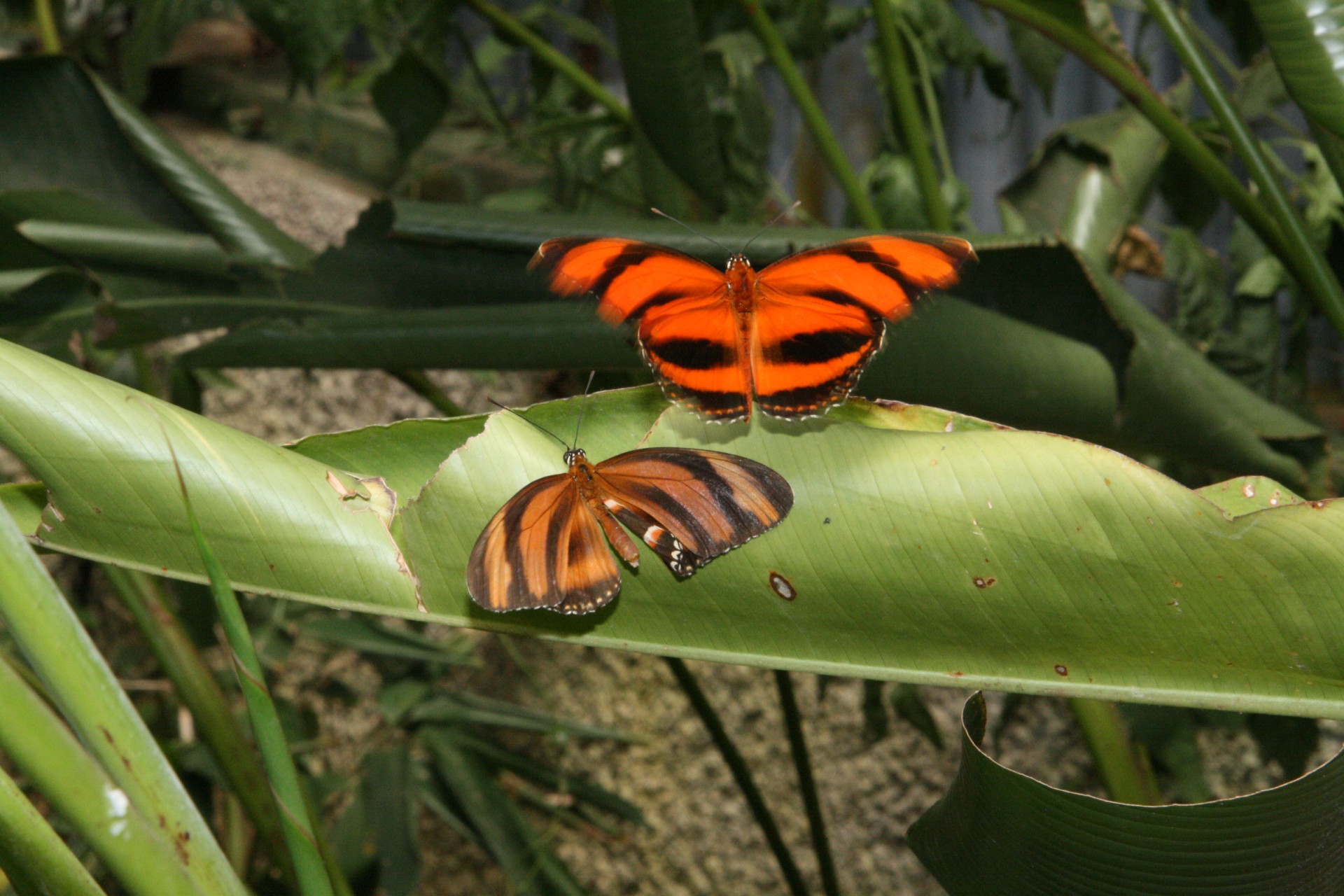 costa rica butterfly costa rica butterfly free photo