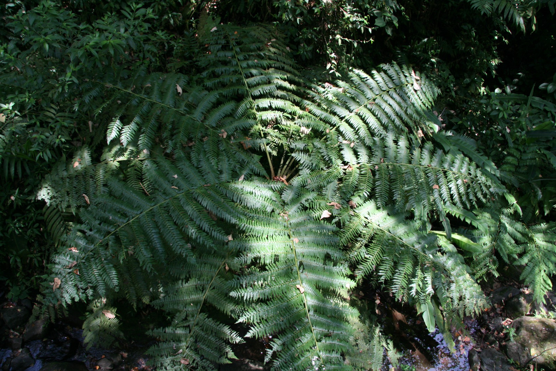 costa rica fern plant free photo