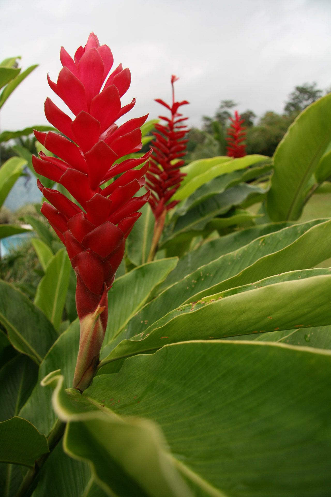 costa rica flowers red free photo