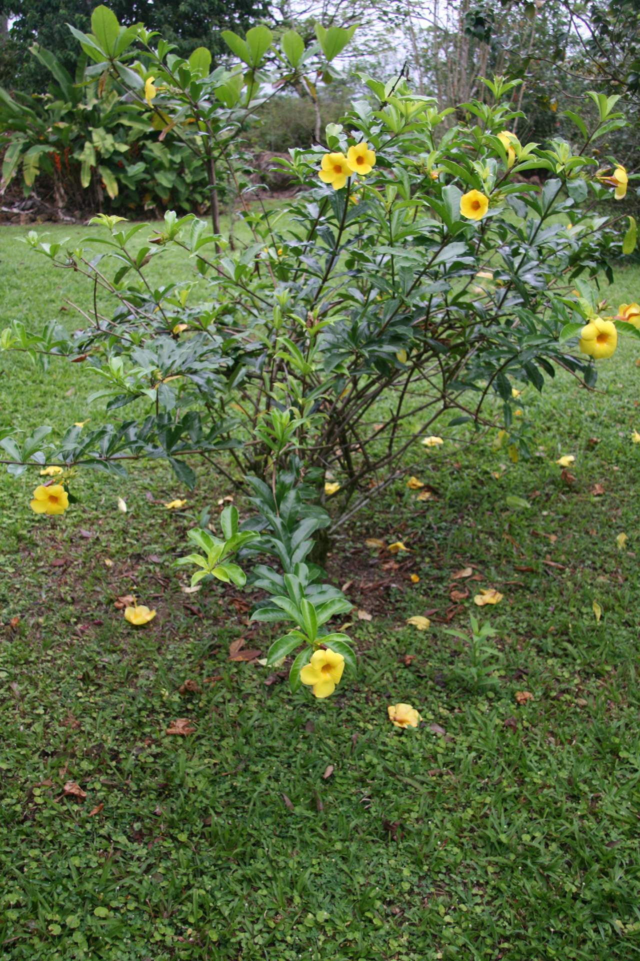 costa rica flowers costa rica flowers free photo