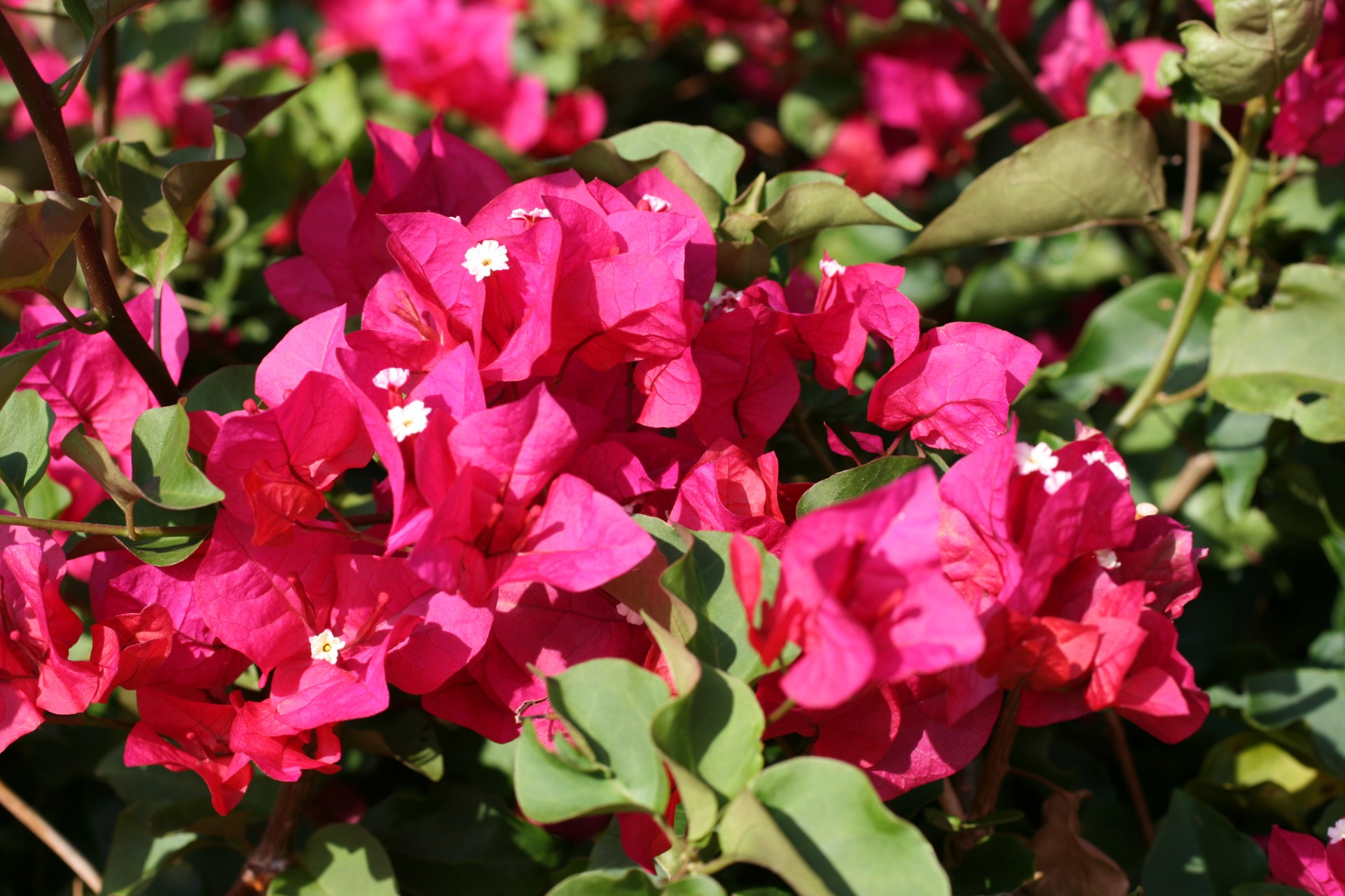 costa rica flowers red free photo