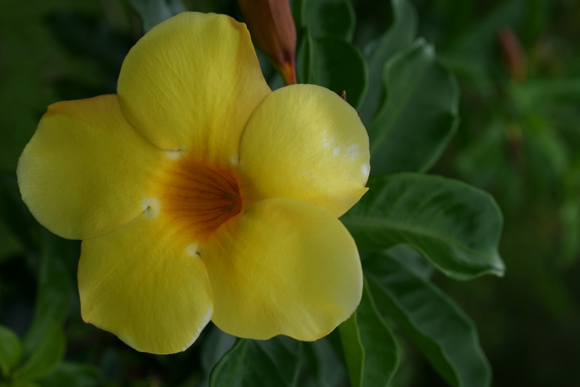 costa rica flowers yellow free photo