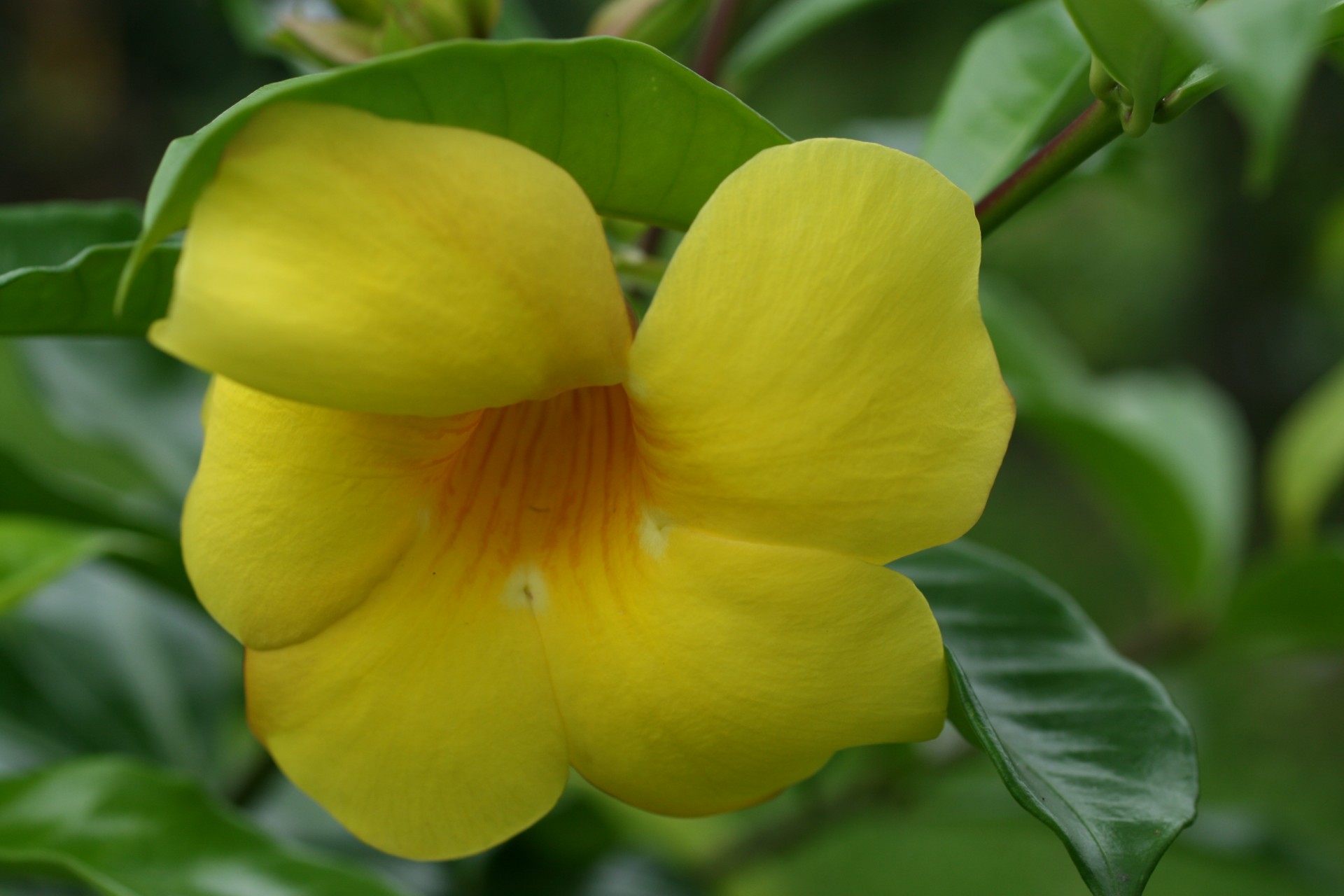 costa rica flowers yellow free photo