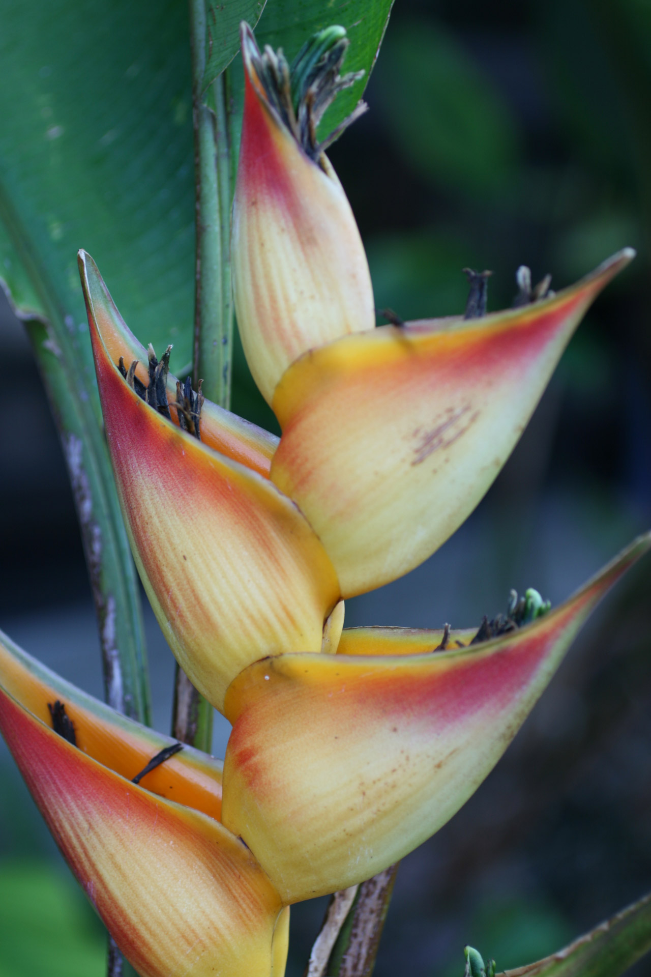 costa rica flowers orange free photo