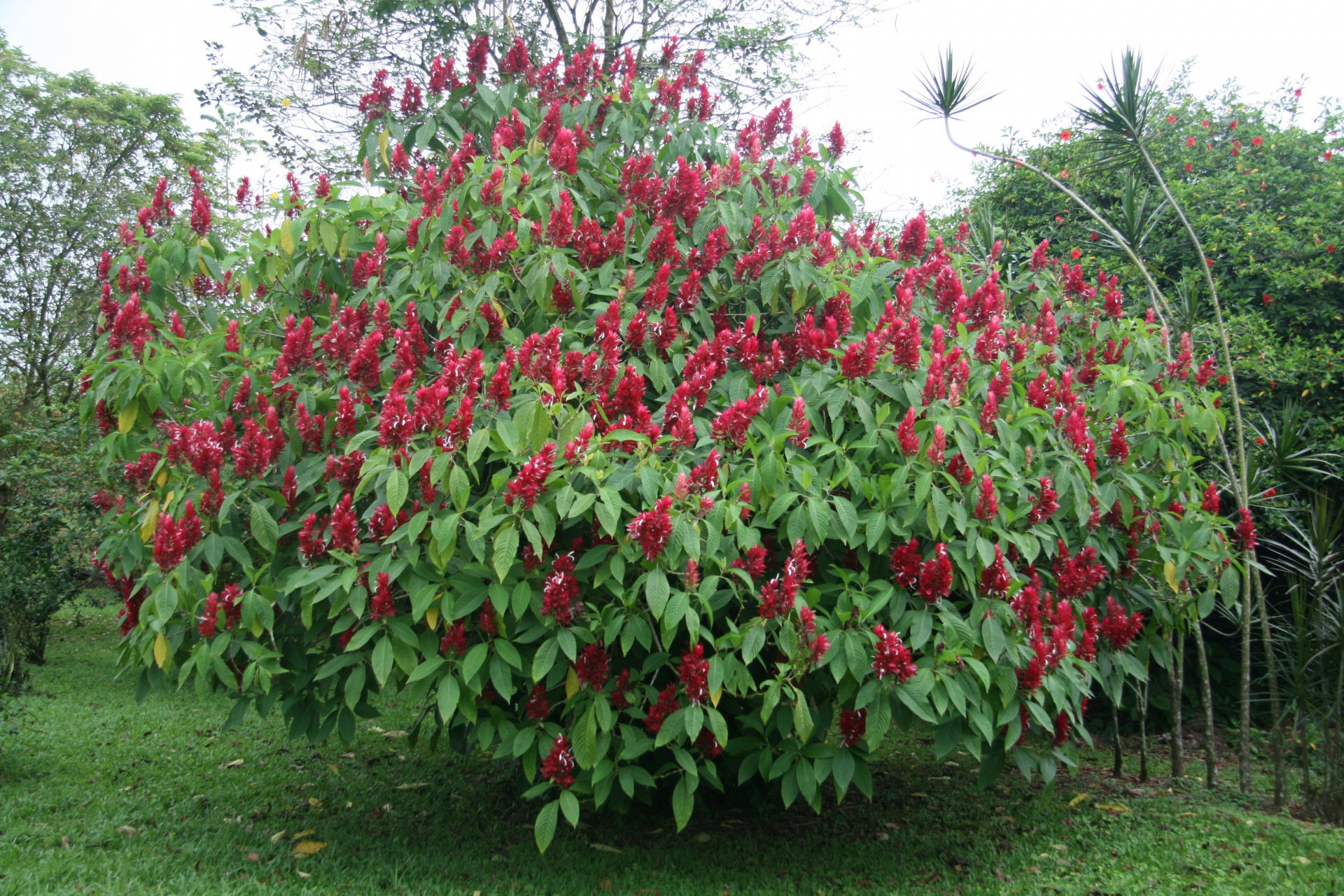 costa rica flowers costa rica flowers free photo