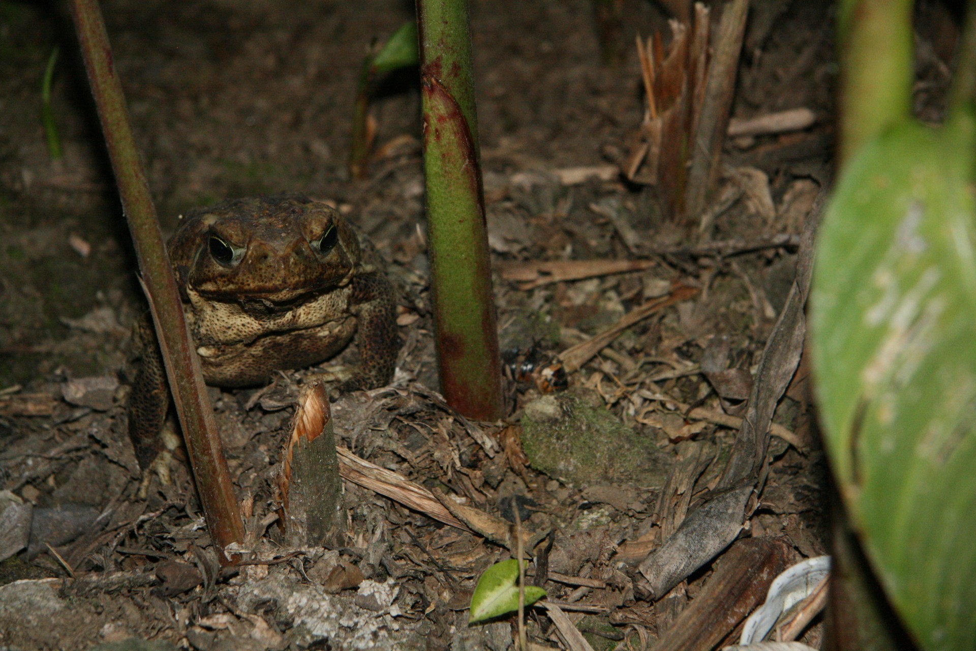 costa rica frog toad free photo