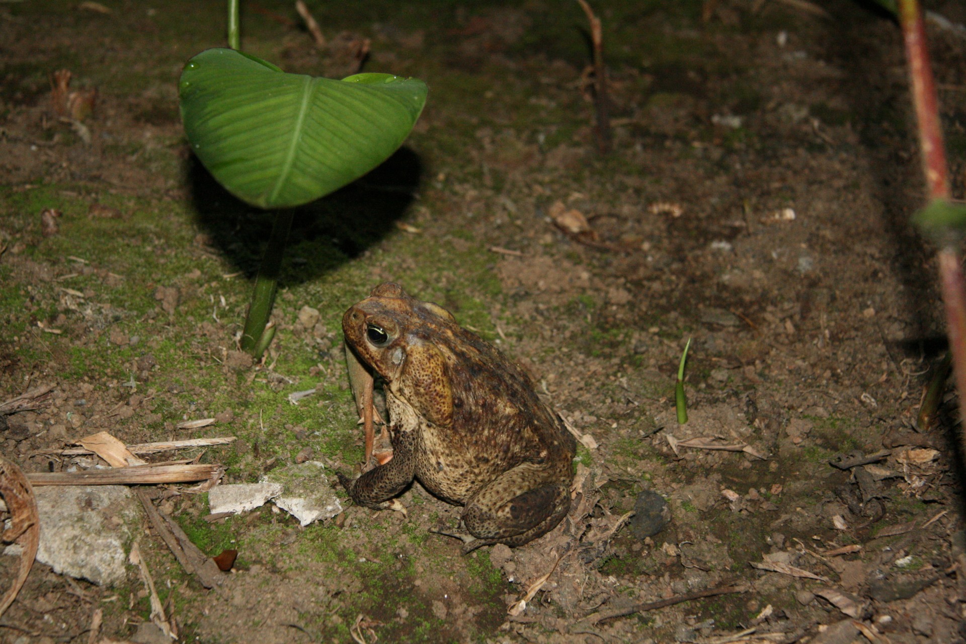 costa rica frog toad free photo
