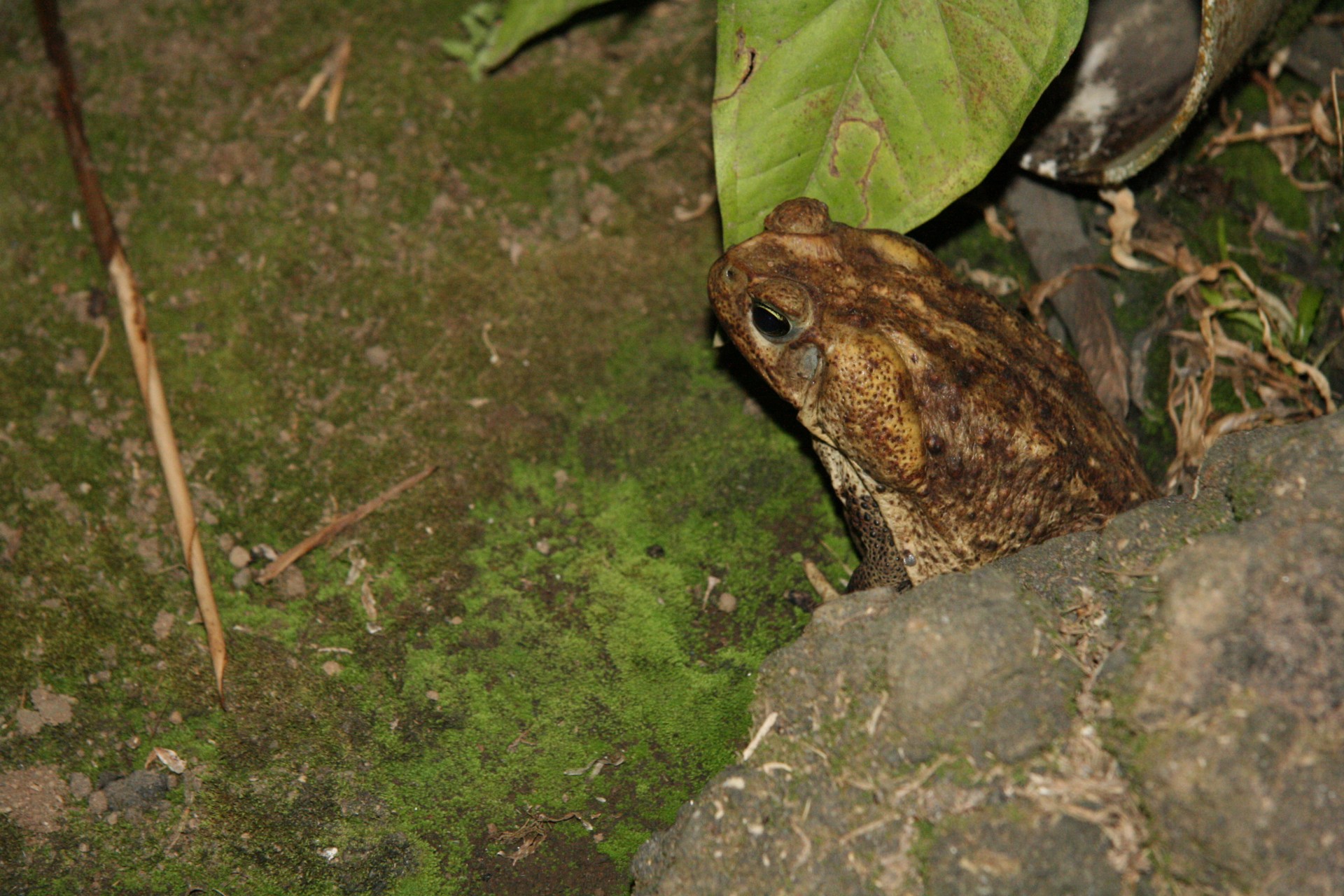 costa rica frog toad free photo