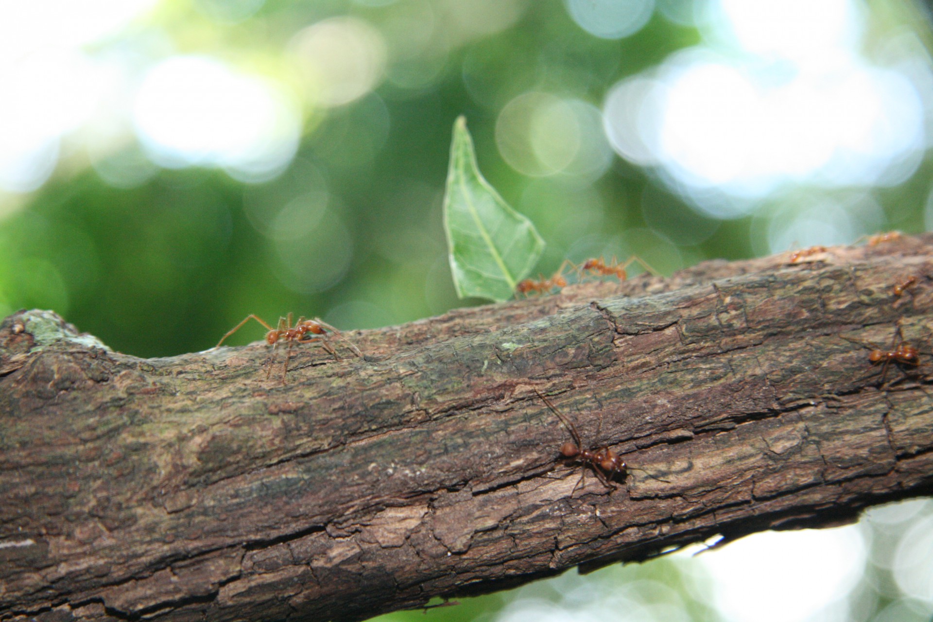 costa rica leaf cutter ants free photo