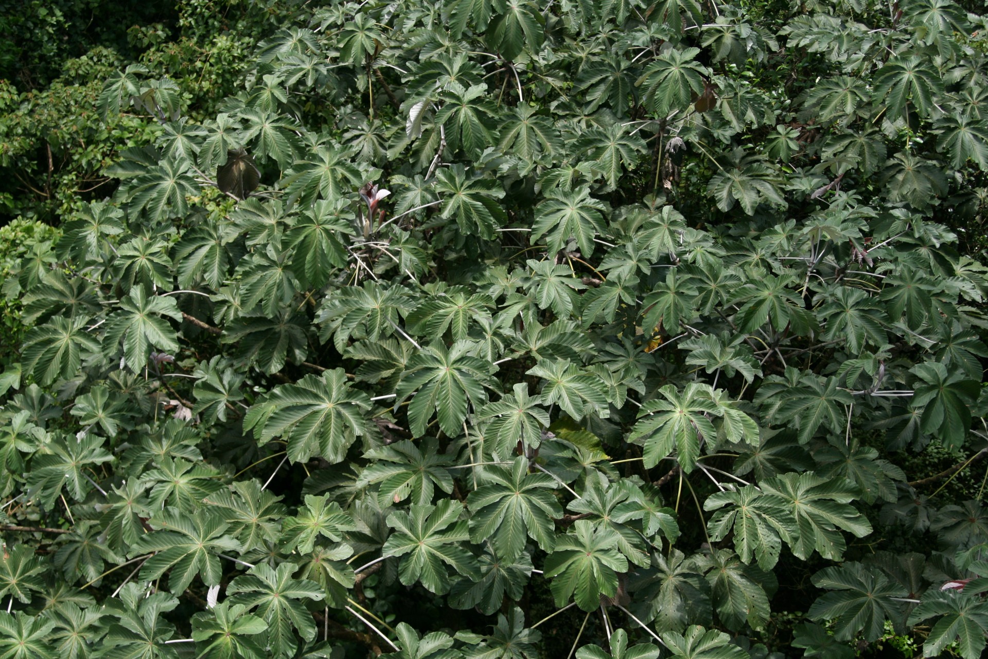 costa rica leaves canopy free photo