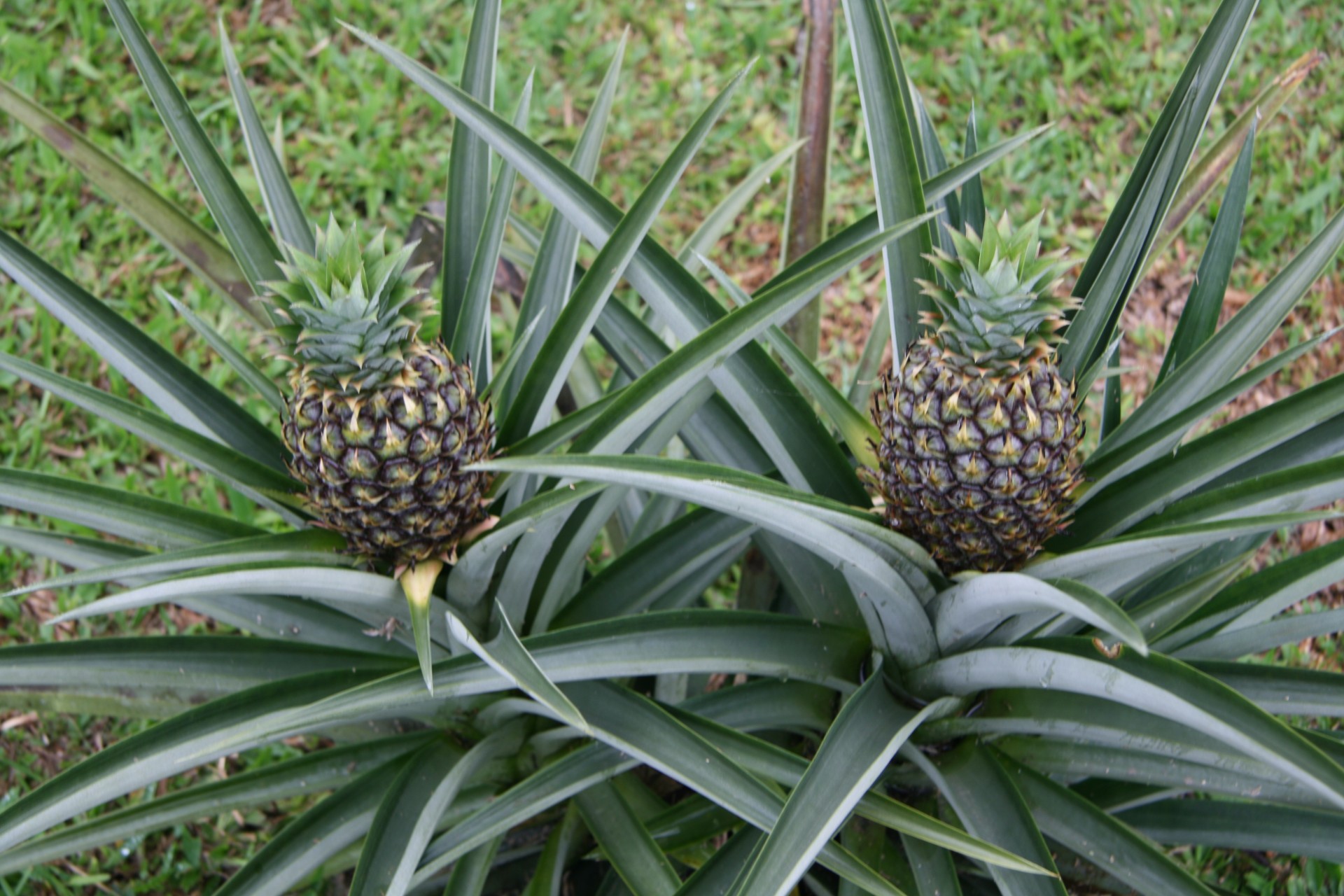 costa rica pineapples fruit free photo