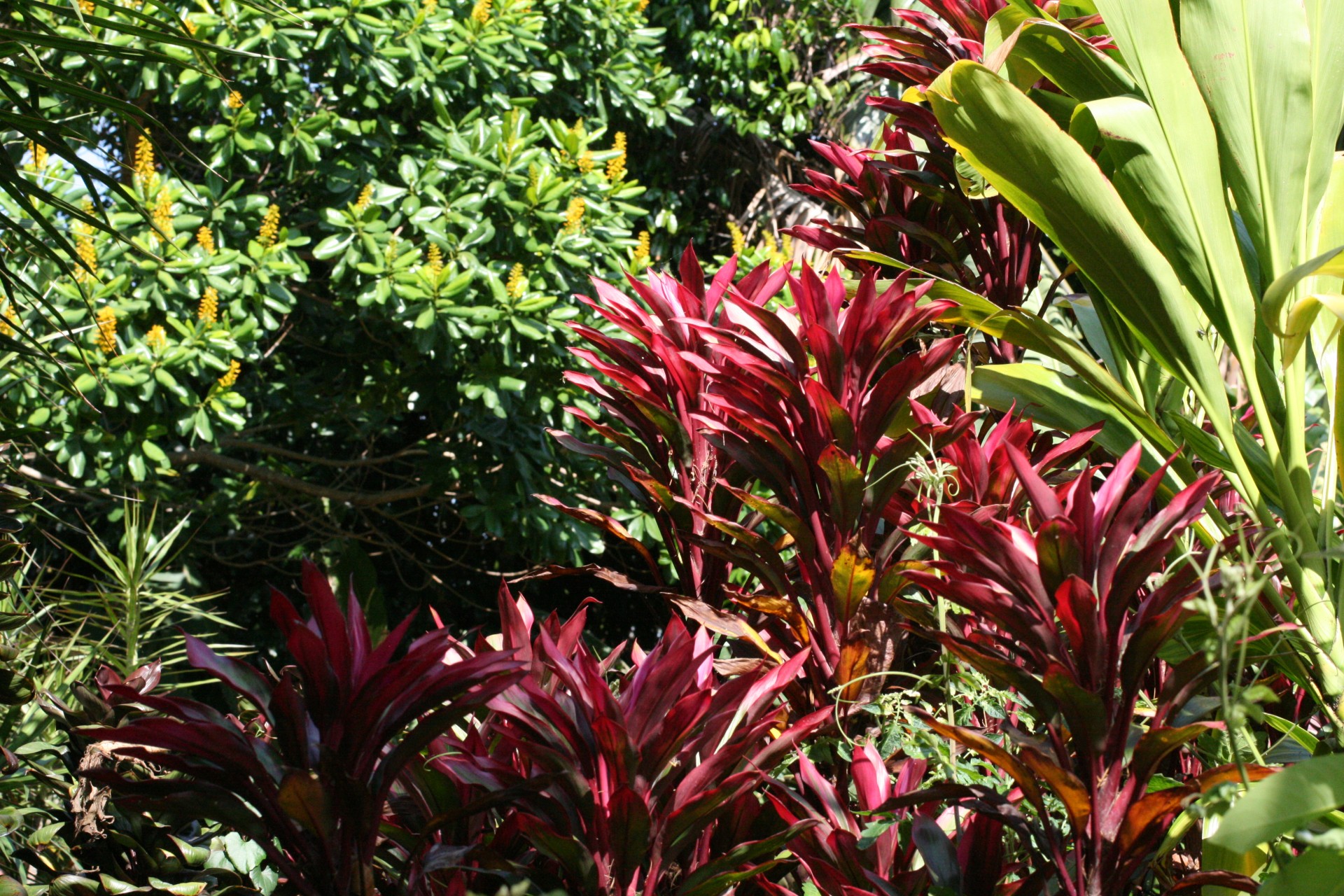 Косты цветы. Коста Рика растения. Растения Коста Рики. Цветы Коста Рики. Растительность Коста Рики.
