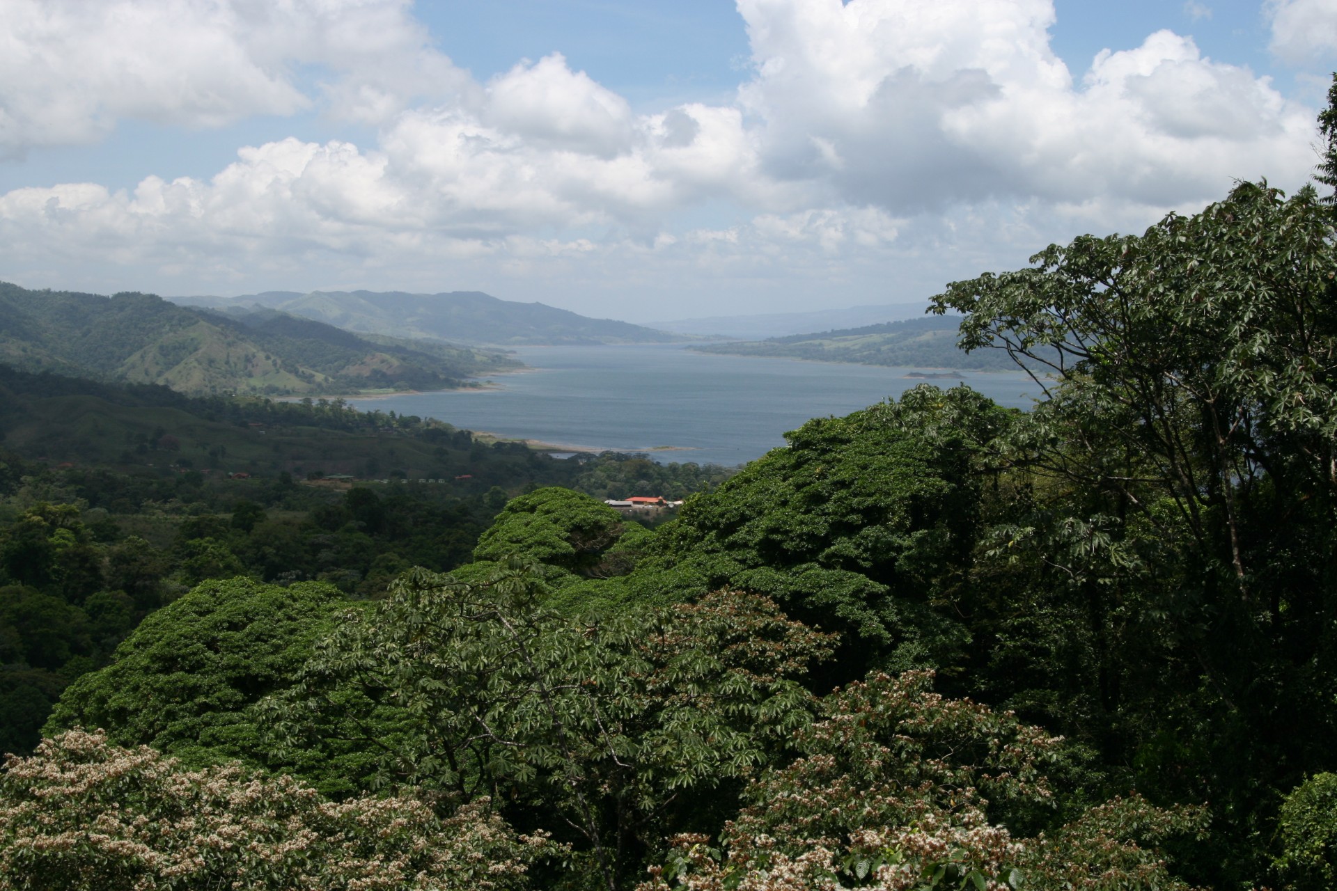 costa rica trees scenery free photo