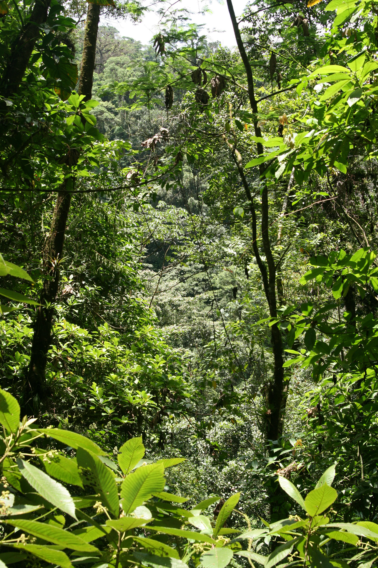 Тропики Коста Рики
