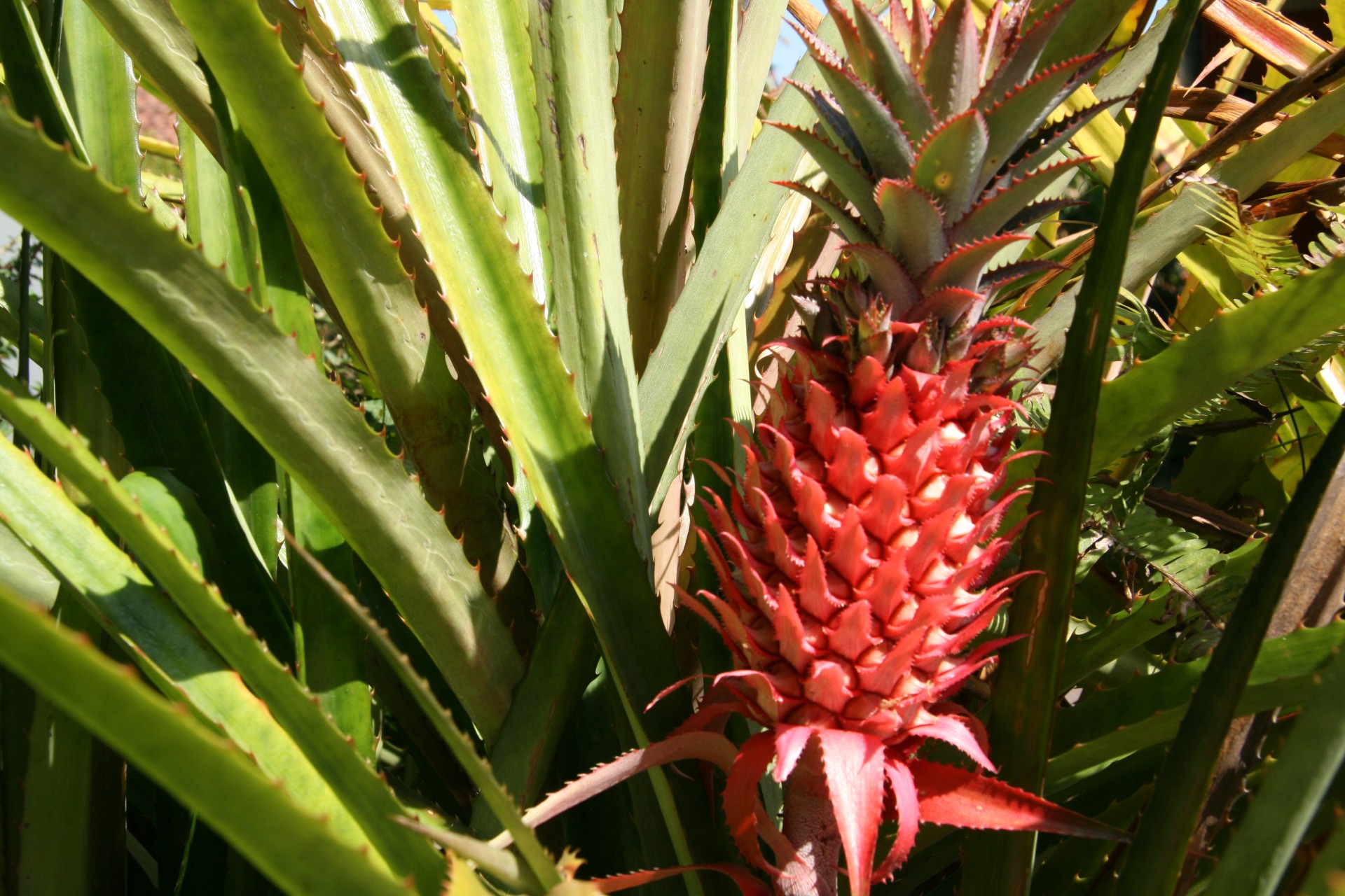 costa rican red pineapples fruit costa rica red pineapples free photo