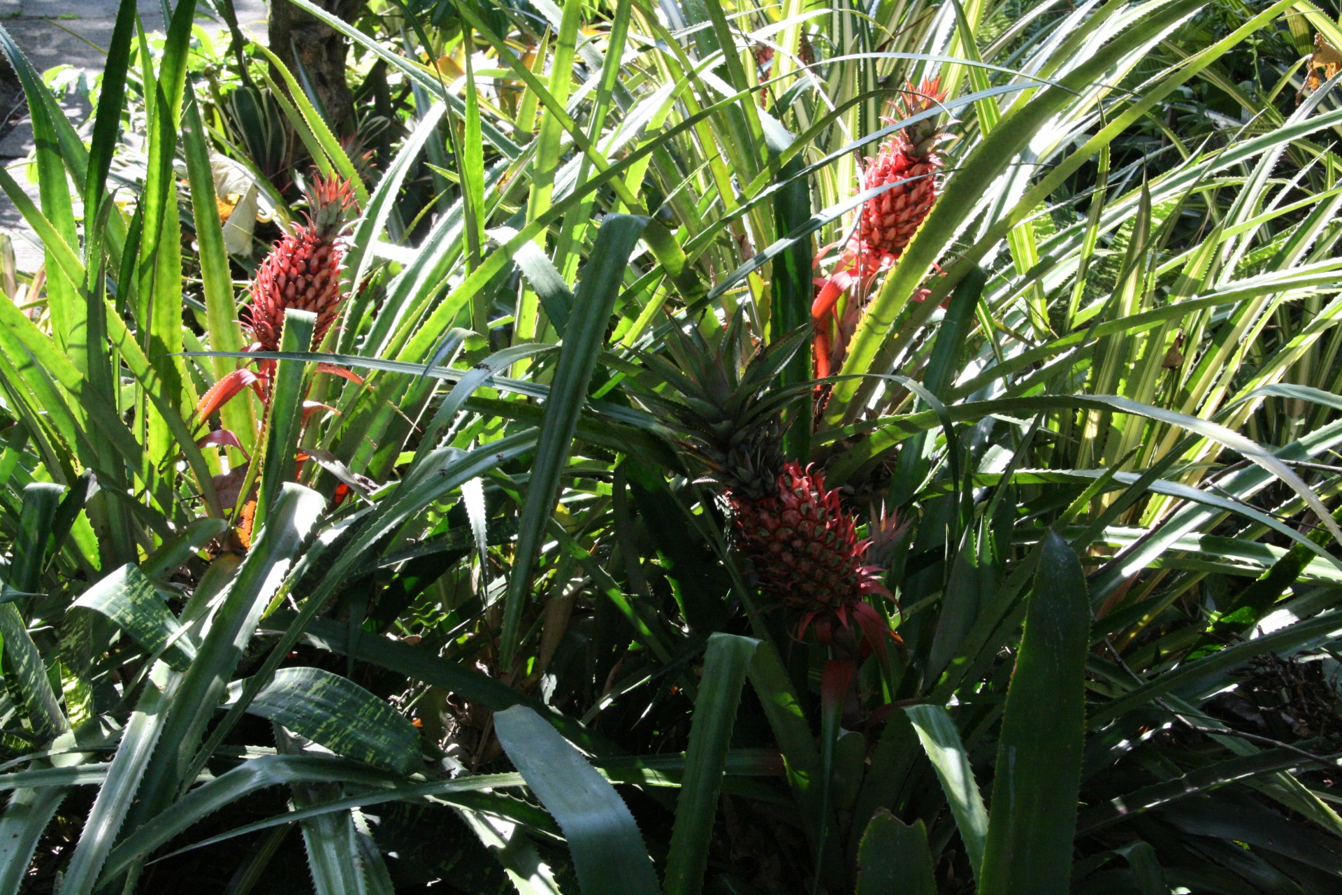 costa rican red pineapples fruit costa rica red pineapples free photo