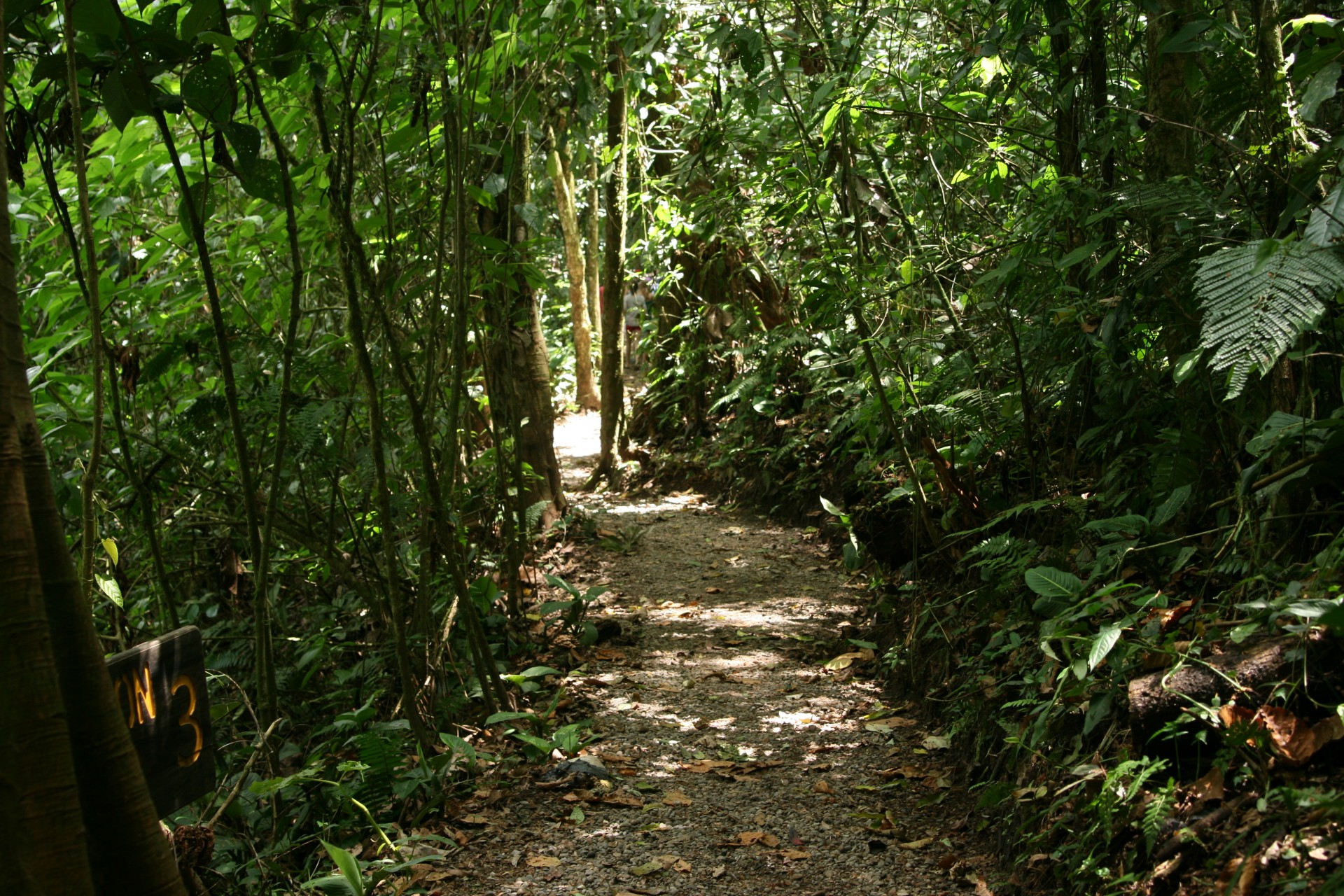 costa rica trail scenery free photo