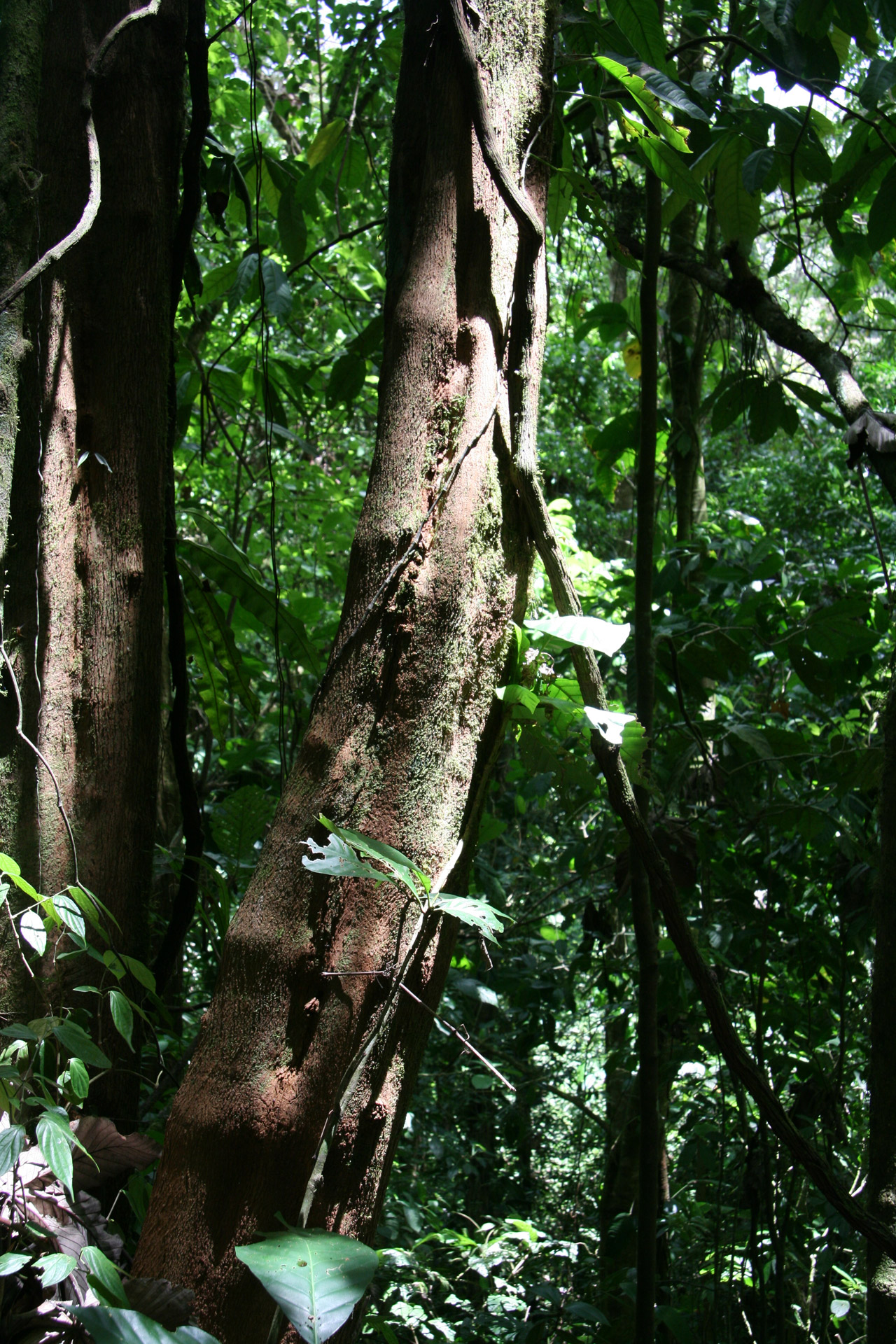 costa rica tree costa rica tree free photo